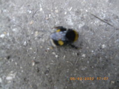 Bombus terrestris