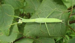 Tenodera sinensis