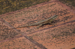 Tropidurus torquatus