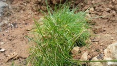 Agrostis barceloi