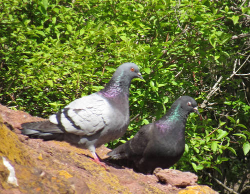 Feral Pigeon photographed in Idaho