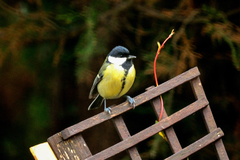 Parus major