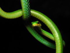 Leptophis mexicanus