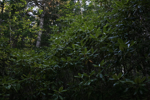 Rhododendron brachycarpum iNat (3)