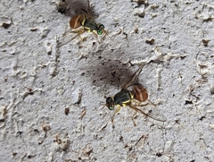 Bactrocera bancroftii