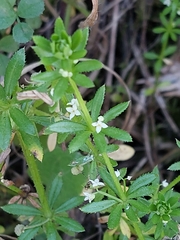 Galium verrucosum
