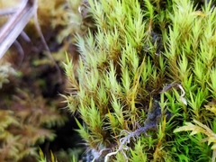 Flexitrichum flexicaule