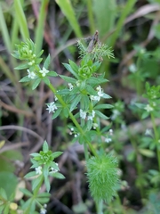 Galium verrucosum