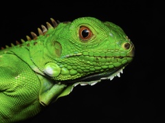 Iguana iguana