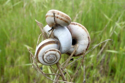 Eastern Heath Snail