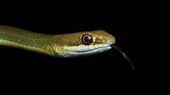 Masticophis schotti ruthveni