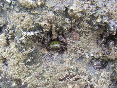 Pachygrapsus socius