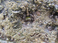 Pachygrapsus socius