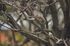 Columbina talpacoti