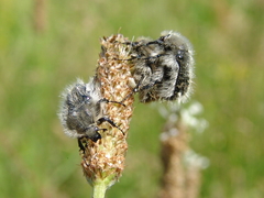 Tropinota squalida