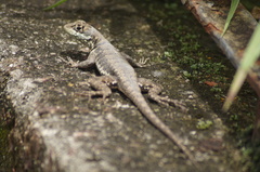 Tropidurus torquatus