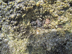 Acanthais brevidentata