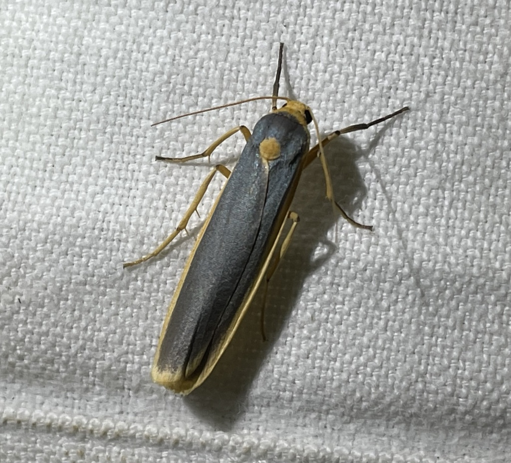 Eilema chalybeata