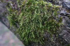 Hypnum cupressiforme