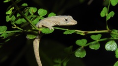 Anolis sagrei