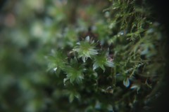 Ptychostomum capillare