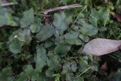 Conocephalum conicum