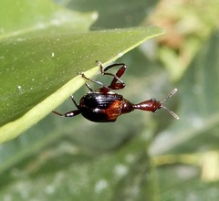 Leptapoderus