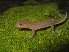Gymnodactylus darwinii