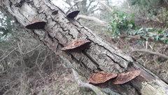 Daedaleopsis confragosa