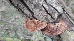 Daedaleopsis confragosa