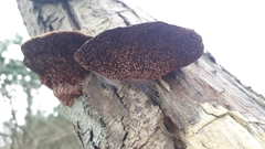 Daedaleopsis confragosa