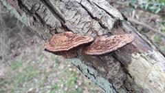 Daedaleopsis confragosa