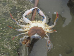 Callinectes arcuatus