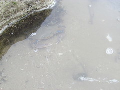 Callinectes arcuatus