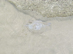 Callinectes arcuatus