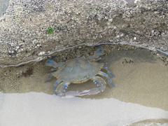 Callinectes arcuatus