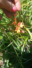 Tritonia disticha