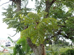 Stryphnodendron adstringens
