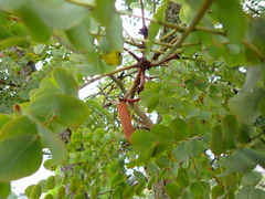 Stryphnodendron adstringens