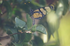 Methona themisto