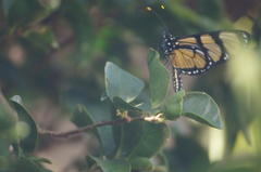 Methona themisto