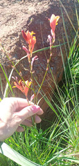 Tritonia disticha