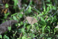 Cissia phronius