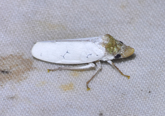 Diestostemma albipenne