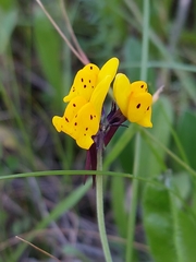 Linaria amethystea multipunctata