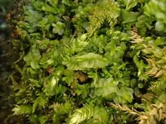 Chiloscyphus pallescens