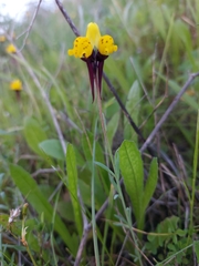Linaria amethystea multipunctata