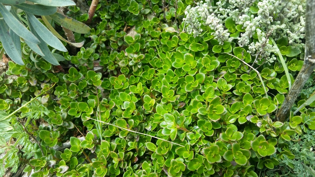 Thymus richardii