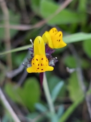 Linaria amethystea multipunctata