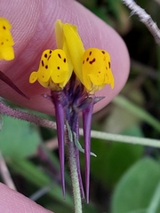 Linaria amethystea multipunctata